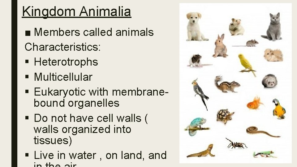 Kingdom Animalia ■ Members called animals Characteristics: § Heterotrophs § Multicellular § Eukaryotic with