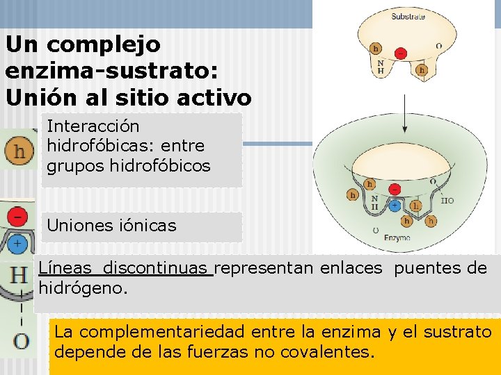 Un complejo enzima-sustrato: Unión al sitio activo Interacción hidrofóbicas: entre grupos hidrofóbicos Uniones iónicas