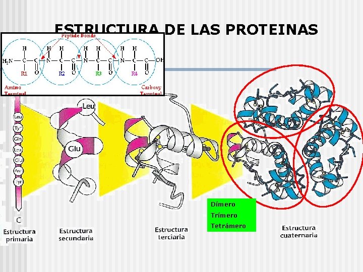 ESTRUCTURA DE LAS PROTEINAS Dímero Trímero Tetrámero 