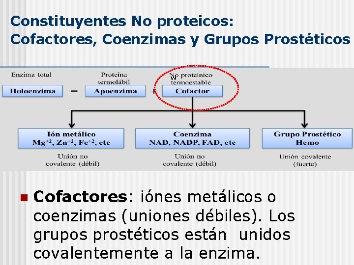 Constituyentes No proteicos: Cofactores, Coenzimas y Grupos Prostéticos w n Cofactores: iónes metálicos o