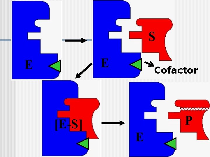 S E E [E-S] Cofactor P E 