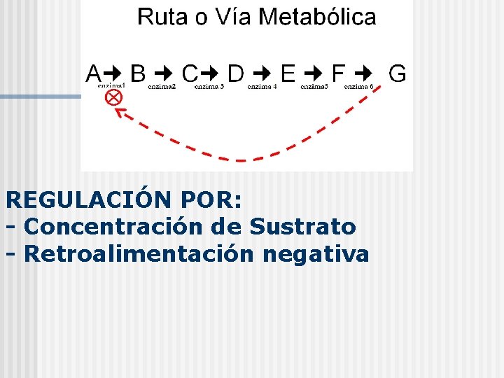 REGULACIÓN POR: - Concentración de Sustrato - Retroalimentación negativa 