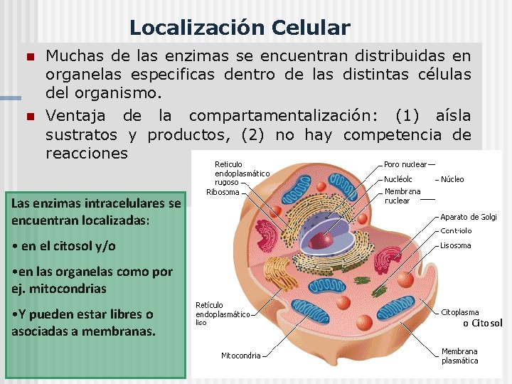 Localización Celular n n Muchas de las enzimas se encuentran distribuidas en organelas especificas