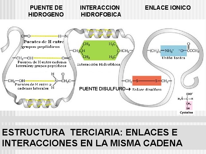 PUENTE DE HIDROGENO INTERACCION HIDROFOBICA ENLACE IONICO PUENTE DISULFURO ESTRUCTURA TERCIARIA: ENLACES E INTERACCIONES