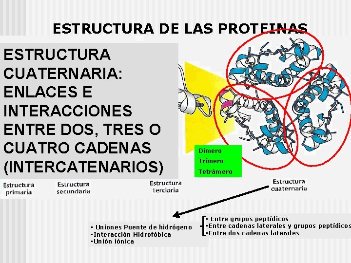 ESTRUCTURA DE LAS PROTEINAS ESTRUCTURA CUATERNARIA: ENLACES E INTERACCIONES ENTRE DOS, TRES O CUATRO