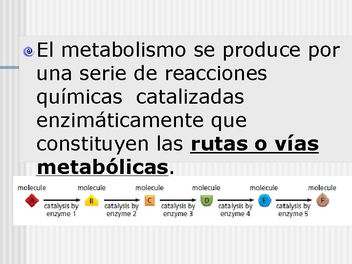 El metabolismo se produce por una serie de reacciones químicas catalizadas enzimáticamente que constituyen
