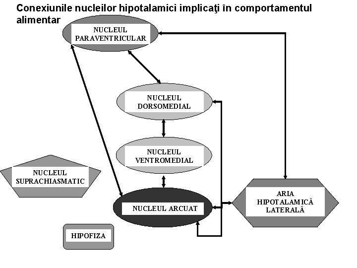 Conexiunile nucleilor hipotalamici implicaţi în comportamentul alimentar NUCLEUL PARAVENTRICULAR NUCLEUL DORSOMEDIAL NUCLEUL VENTROMEDIAL NUCLEUL