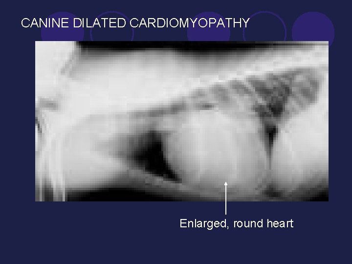 CANINE DILATED CARDIOMYOPATHY Enlarged, round heart 