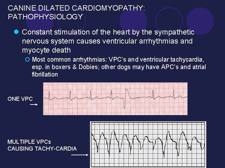 CANINE DILATED CARDIOMYOPATHY: PATHOPHYSIOLOGY l Constant stimulation of the heart by the sympathetic nervous