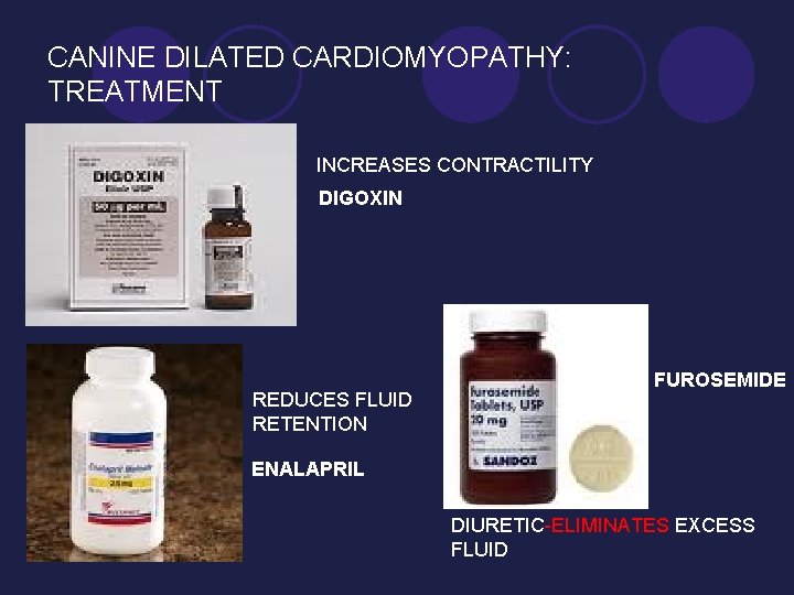 CANINE DILATED CARDIOMYOPATHY: TREATMENT INCREASES CONTRACTILITY DIGOXIN REDUCES FLUID RETENTION FUROSEMIDE ENALAPRIL DIURETIC-ELIMINATES EXCESS