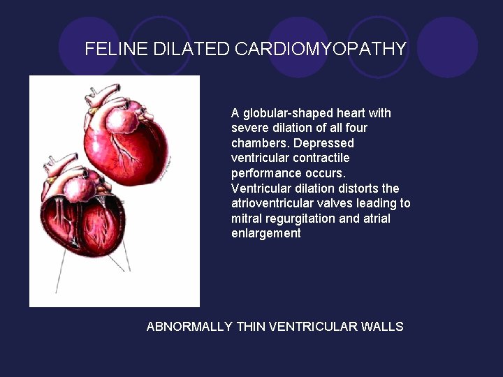 FELINE DILATED CARDIOMYOPATHY A globular-shaped heart with severe dilation of all four chambers. Depressed