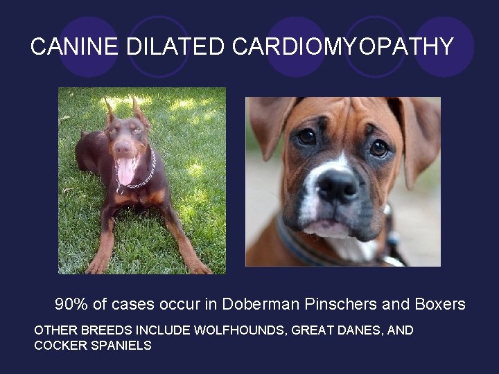 CANINE DILATED CARDIOMYOPATHY 90% of cases occur in Doberman Pinschers and Boxers OTHER BREEDS