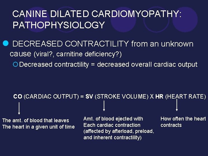 CANINE DILATED CARDIOMYOPATHY: PATHOPHYSIOLOGY l DECREASED CONTRACTILITY from an unknown cause (viral? , carnitine
