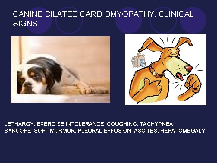 CANINE DILATED CARDIOMYOPATHY: CLINICAL SIGNS LETHARGY, EXERCISE INTOLERANCE, COUGHING, TACHYPNEA, SYNCOPE, SOFT MURMUR, PLEURAL