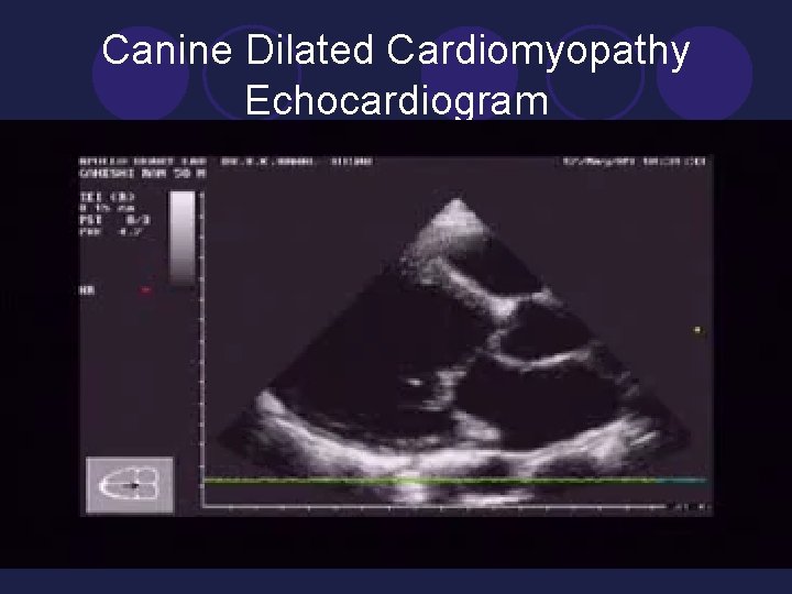Canine Dilated Cardiomyopathy Echocardiogram 