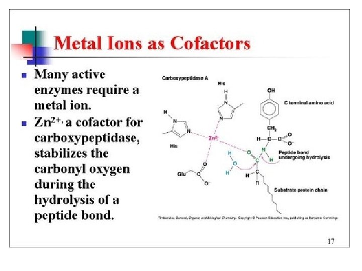 Enzymes - Cofactors • Metal ions present in trace amounts 