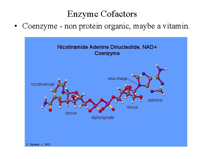 Enzyme Cofactors • Coenzyme - non protein organic, maybe a vitamin. 