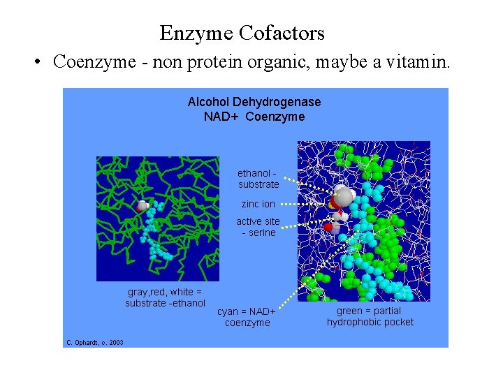 Enzyme Cofactors • Coenzyme - non protein organic, maybe a vitamin. 