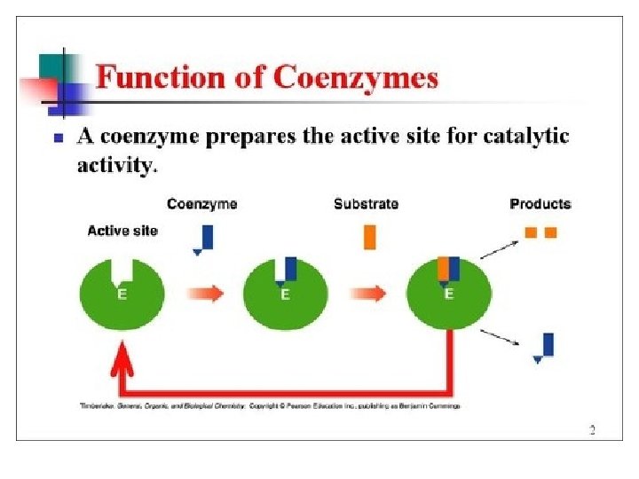 Enzyme Cofactors • Coenzyme - non protein organic, maybe a vitamin. 