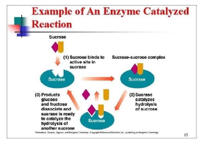 Enzymes 