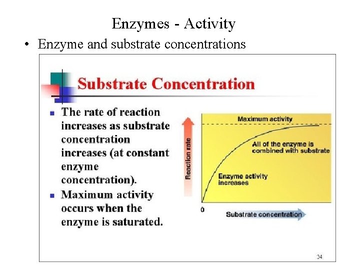 Enzymes - Activity • Enzyme and substrate concentrations 