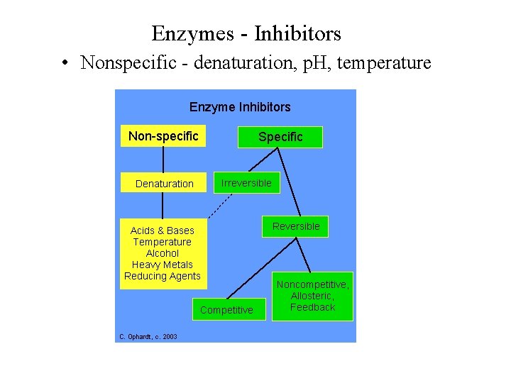 Enzymes - Inhibitors • Nonspecific - denaturation, p. H, temperature 