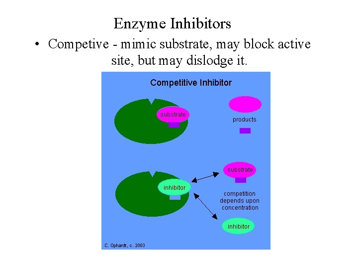 Enzyme Inhibitors • Competive - mimic substrate, may block active site, but may dislodge