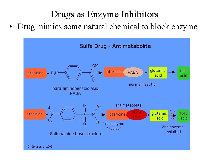 Drugs as Enzyme Inhibitors • Drug mimics some natural chemical to block enzyme. 