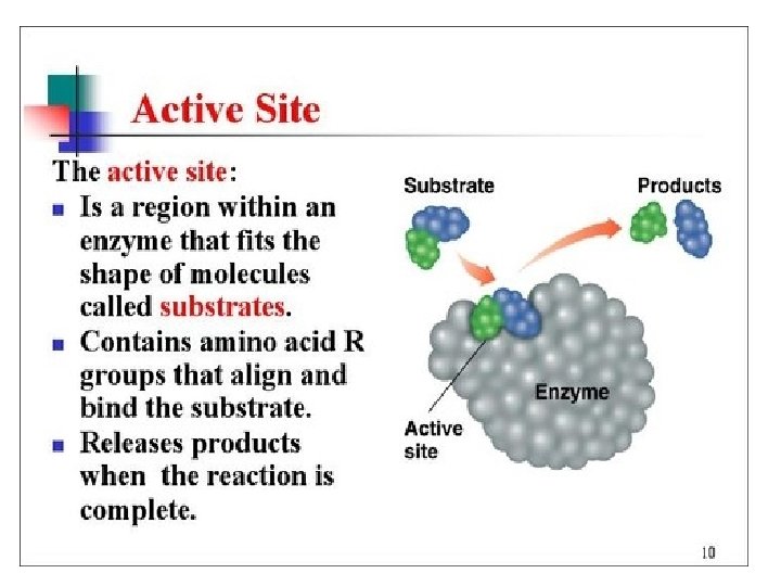 Enzyme Active Site • Amino acid side chains interact, metal ions, • Various types