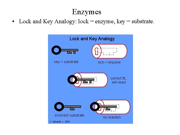 Enzymes • Lock and Key Analogy: lock = enzyme, key = substrate. 