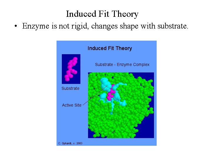 Induced Fit Theory • Enzyme is not rigid, changes shape with substrate. 