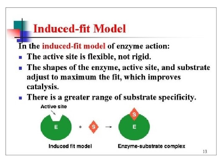 Induced Fit Theory • Enzyme is not rigid, changes shape with substrate. 