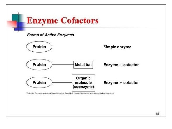 Enzymes - Cofactors • Coenzymes (contain a vitamin) or metal ion 