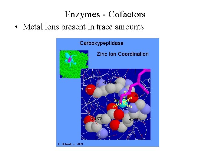 Enzymes - Cofactors • Metal ions present in trace amounts 