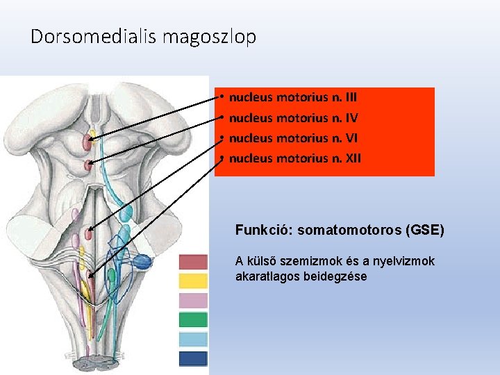 Dorsomedialis magoszlop • • nucleus motorius n. III nucleus motorius n. IV nucleus motorius