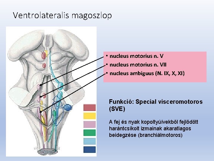 Ventrolateralis magoszlop • nucleus motorius n. VII • nucleus ambiguus (N. IX, X, XI)