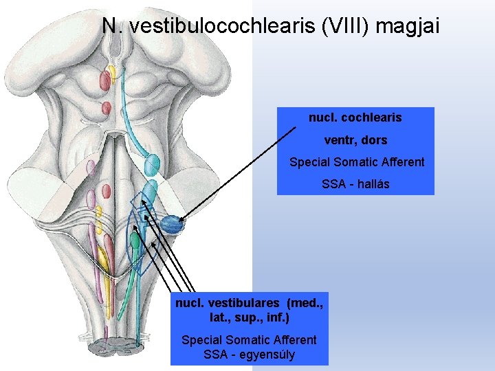N. vestibulocochlearis (VIII) magjai nucl. cochlearis ventr, dors Special Somatic Afferent SSA - hallás
