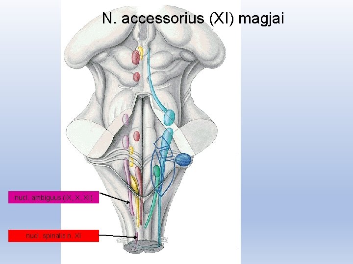 N. accessorius (XI) magjai nucl. ambiguus (IX, X, XI) nucl. spinalis n. XI 