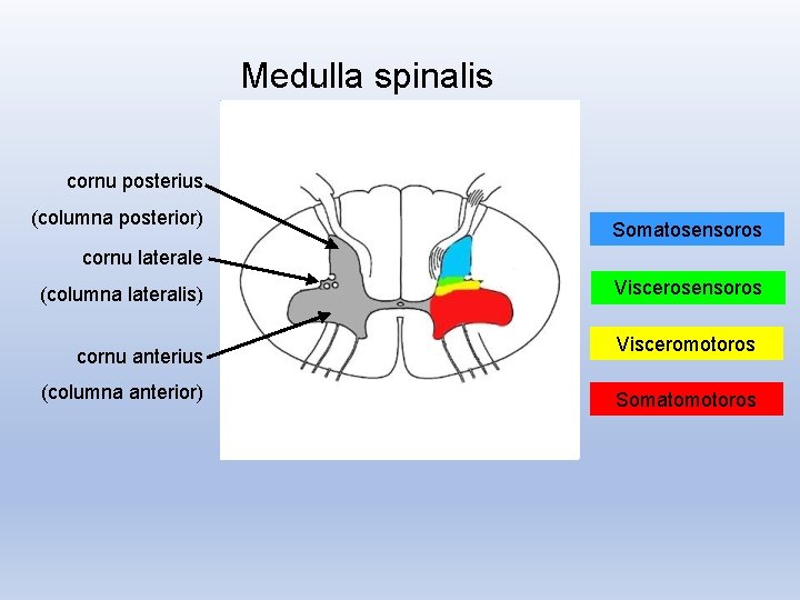 Medulla spinalis cornu posterius (columna posterior) Somatosensoros cornu laterale (columna lateralis) cornu anterius (columna