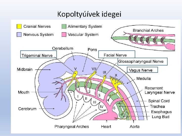 Kopoltyúívek idegei 