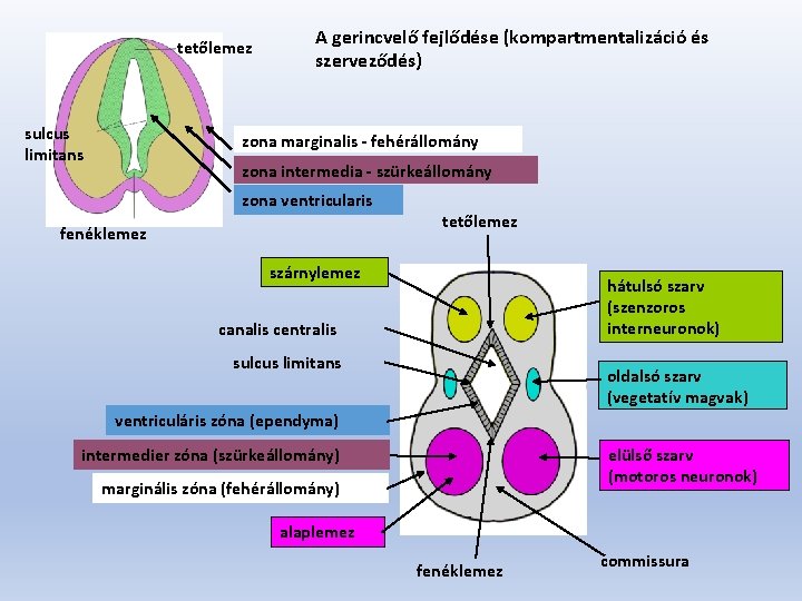 tetőlemez sulcus limitans A gerincvelő fejlődése (kompartmentalizáció és szerveződés) zona marginalis - fehérállomány zona
