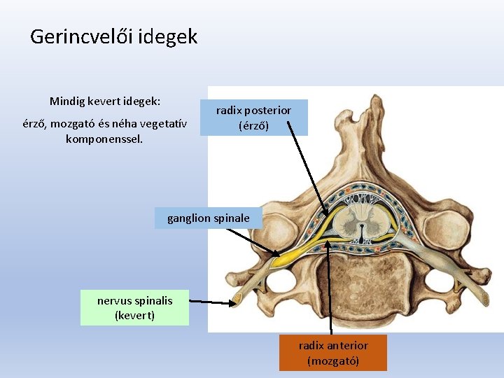 Gerincvelői idegek Mindig kevert idegek: érző, mozgató és néha vegetatív komponenssel. radix posterior (érző)