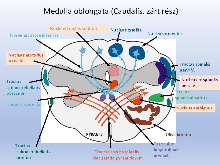 Medulla oblongata (Caudalis, zárt rész) Nucleus tractus solitarii Fibrae arcuatae internae Nucleus gracilis Nucleus