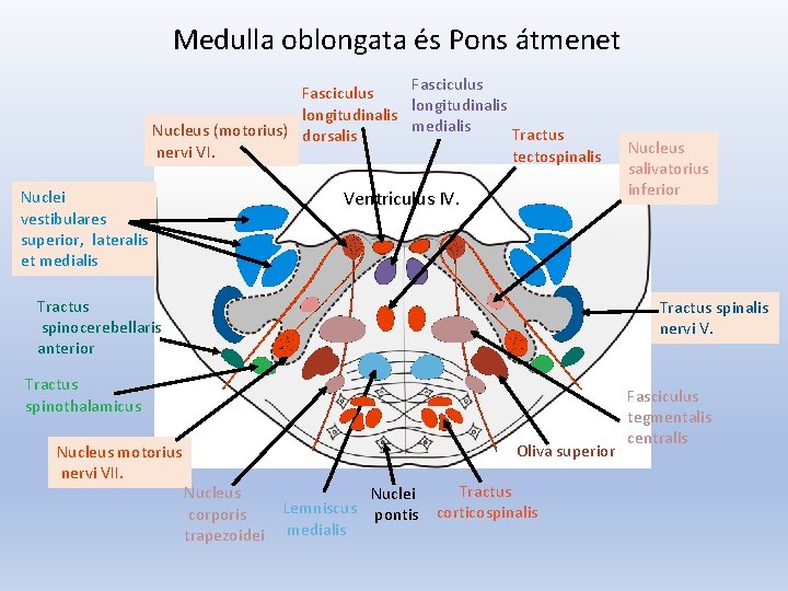 Medulla oblongata és Pons átmenet Fasciculus longitudinalis medialis Nucleus (motorius) dorsalis Tractus nervi VI.