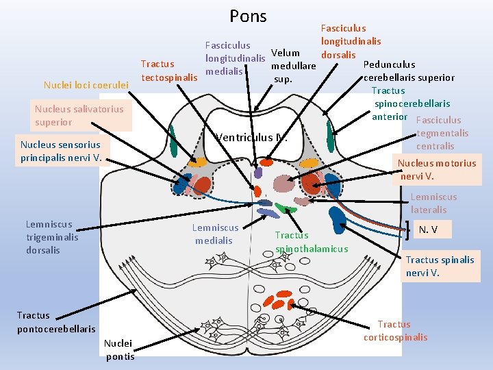 Pons Nuclei loci coerulei Nucleus salivatorius superior Nucleus sensorius principalis nervi V. Fasciculus longitudinalis