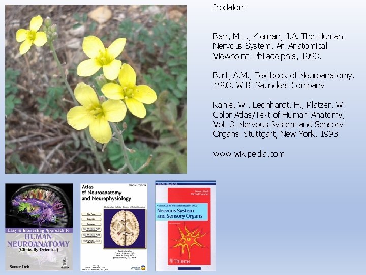 Irodalom Barr, M. L. , Kiernan, J. A. The Human Nervous System. An Anatomical
