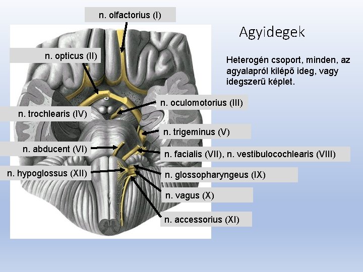 n. olfactorius (I) Agyidegek n. opticus (II) Heterogén csoport, minden, az agyalapról kilépő ideg,