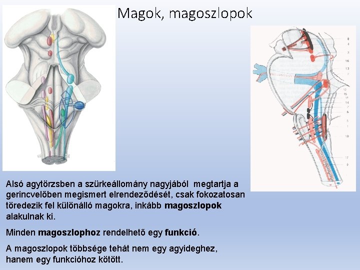 Magok, magoszlopok Alsó agytörzsben a szürkeállomány nagyjából megtartja a gerincvelőben megismert elrendeződését, csak fokozatosan