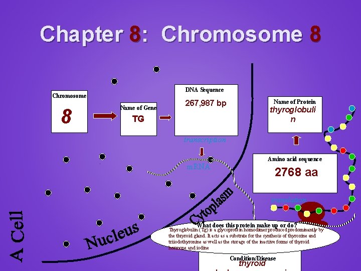 Chapter 8: Chromosome 8 DNA Sequence Chromosome Name of Gene 8 Name of Protein