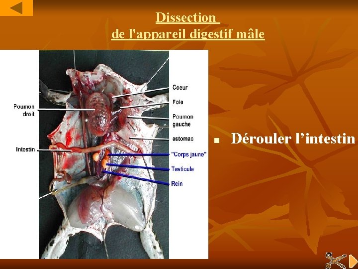 Dissection de l'appareil digestif mâle n Dérouler l’intestin 